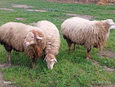 kreditle heyvan satisi: 3 dene Qoc satiram. Super Saqlam damazliq ve kesmeli qoclardi. Qiymet — 1