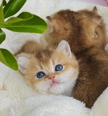 qızıl baliq: Qızıl şinşilla — 1