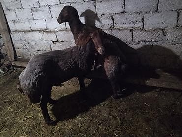 dalmatin satilir: Erkəklər satılır biri 2 yaş + biri 1 yaş + çəkisini təqiq bilmirəm — 3