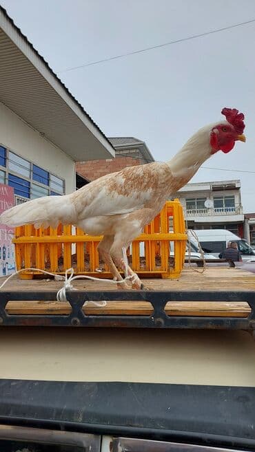 heyvanlara verilen adlar: Петух, лет: 1, Платная доставка, Самовывоз — 2