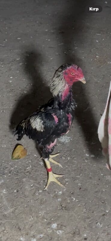 Qoruyucu plyonka və şüşələr: Aseel (Hint: uzunboy) xoruz - Cins: Aseel/Asil tipli döyüşkən qanlı — 2