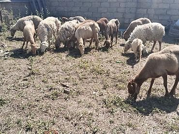 kanada sortu hinduska: Salam tam saglam heyvanlar satilir isdeyen elaqe saxlasin — 2