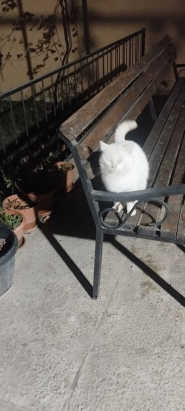 İtlər: Erkək, Yaxşı əllərə — 4