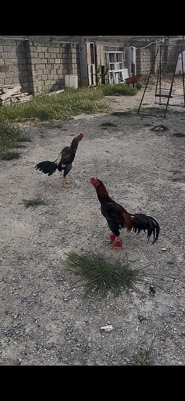 Salam Çil beçe satılır prob var ele bele baxmaq üçün İsdeyen whatsapda