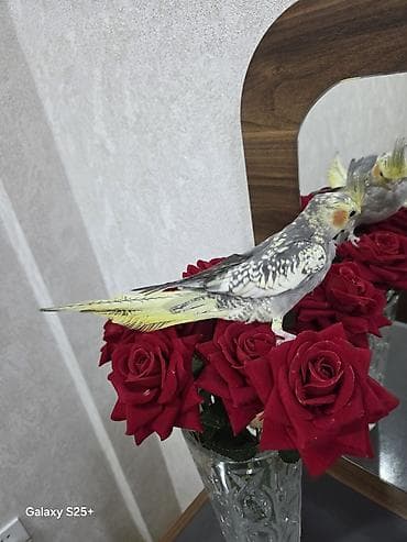 susar qusu: Qefesle bir yerde satilir. Unvan Yasamal. Insaatcilar m st — 2