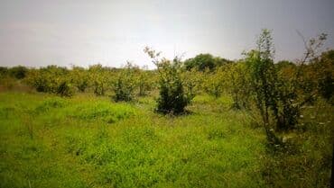 xacmazda evler: 74 соток, Для сельского хозяйства, Собственник, Купчая — 8