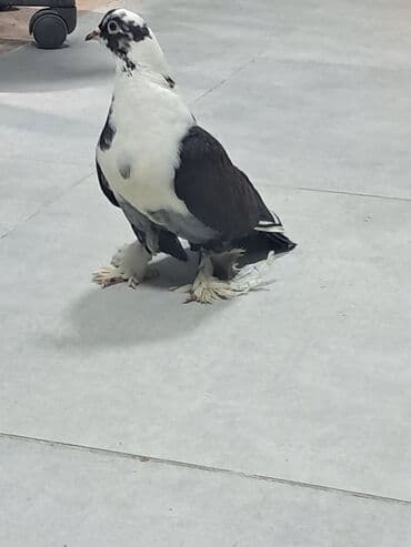 ucuz goyərcinlər: Dekorativ göyərçin – lələkli pəncəli, qara-ağ rəngli - Növ: dekorativ — 2