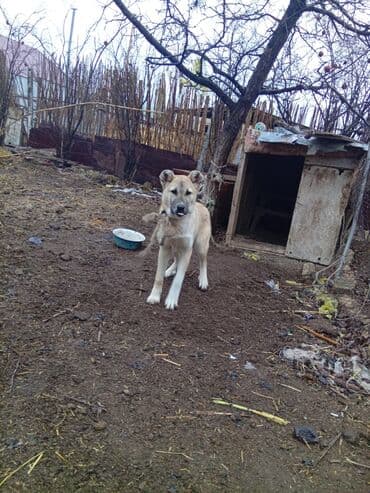 pidbul iti: Kanqal, 6 ay, Dişi, Ünvandan götürmə — 3