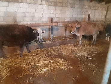 ev heyvanlari satisi: Dişi, Holsteyn, Simental, il: 4, 100 kq, Südlük, Ünvandan götürmə, Ödənişli çatdırılma — 10