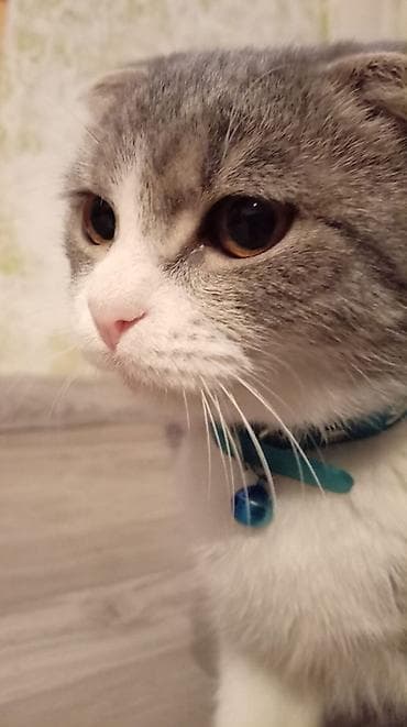 pişik ləvazimatları: Şotland yastı qulaq — 1