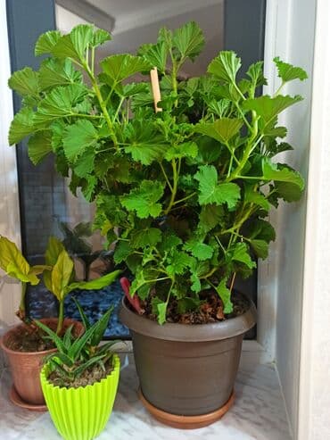 diri baliq satisi: Masazır ev gülləri — 5