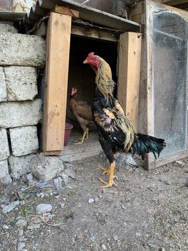 heyratı barter: Xoruz, Heyratı, il: 1 — 2