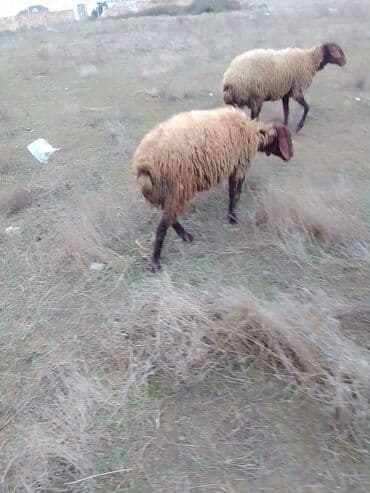 где купить собаку в баку: Dişi Quzu satılır istəyən olsa yazsın video sun atım baxın real — 8