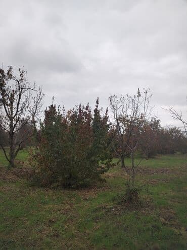 продажа 3 комнатных квартир в баку: Kənd təsərrüfatı, Su — 5