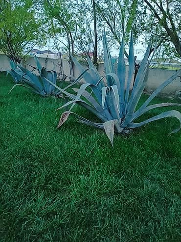 mal dili bitkisinin faydaları: Yasəmən ağacları dioçəkdə satılır biri 15₼. Kaktus formasında olan — 3