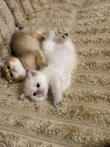 Britan, Erkək, Dişi, Yaxşı əllərə, Ünvandan götürmə, Pulsuz çatdırılma, Ödənişli çatdırılma