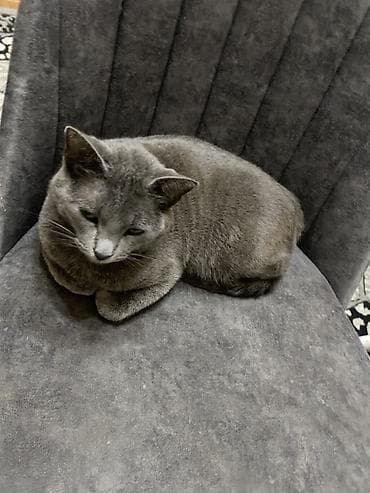 pisiy: Rus mavi, Dişi, Yaxşı əllərə, Ünvandan götürmə — 3