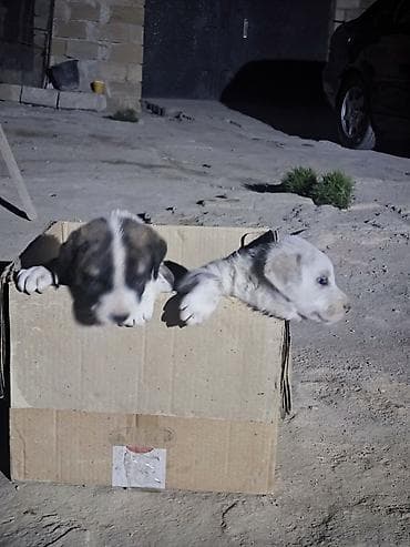 1erkəy 1dişi.1aylxdlar.Barterdə.var.toyux — 3