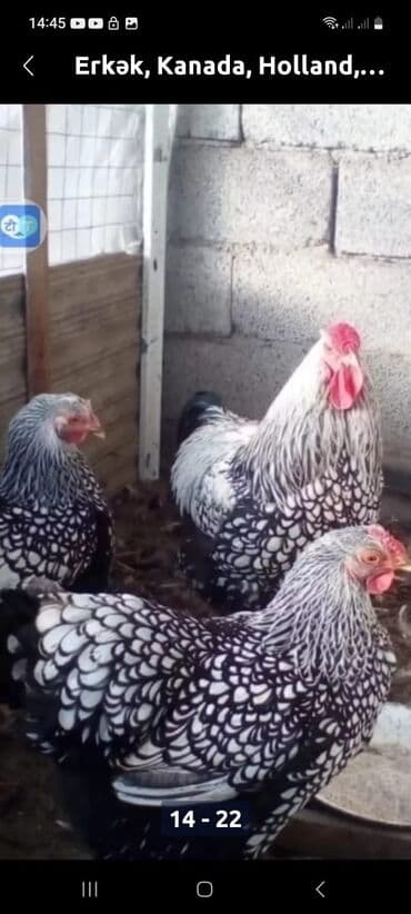 Inəklər, öküzlər: Toyuq, Damazlıq, Ödənişli çatdırılma — 5