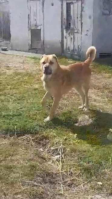 top 3 ev heyvanları: Qurdbasar — 3