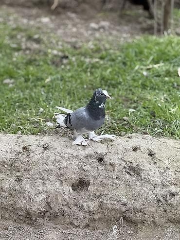 Göy ag bas satilir beyaq tutulub ayagi iri leleklidi lalafo.az -da Göy ag bas satilir beyaq tutulub ayagi iri leleklidi