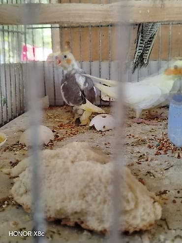 feniks quşu: Nimfalara (Cockatiel) aid quşlar - Növ: Nimfa (Cockatiel), daraqlı — 1