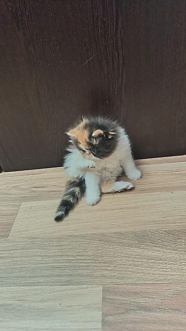 Pişiklər: Ekzot — 6