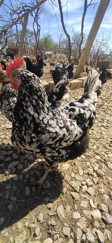 cins toyuq: Toyuq, Ətlik — 3