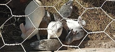 Karlıq balasidi çox qəşəng baladi biri 10 manat Dovşanlar – müxtəlif