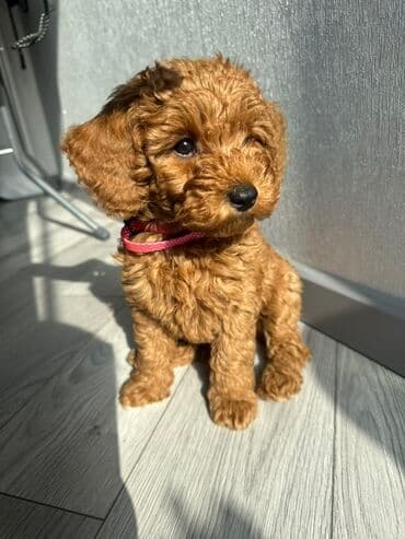 sir balasi satilir: Pudel, 3 ay, Dişi, Peyvəndli, Pulsuz çatdırılma, Ödənişli çatdırılma — 1