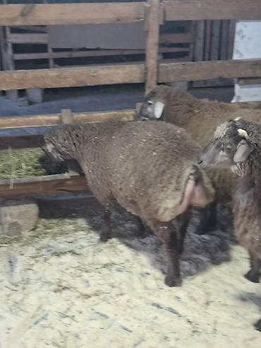 Птицы: Qoyunlar – ətlik-yunlu, quyruqlu tip Məhsul təsviri: - Şəkillərdə iri — 4