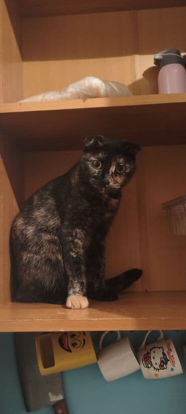 balaca pisik: Yaxşı əllərə — 8