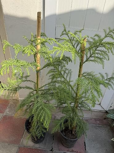 Araucarea ağacı. Qapalı məkan üçün. Hündürlük 1metr. Qiymət 30azn