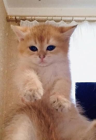 pişik üçün latok: Britan, Erkək, Yaxşı əllərə, Ünvandan götürmə — 6