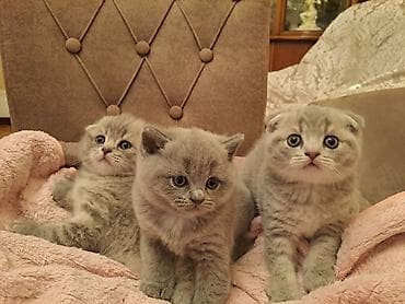Skottiş Fold və Skottiş Straight pişik balaları - Cins: Scottish Fold