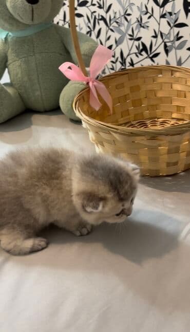 ən ucuz pişiklər: Şinşilla, Dişi, Erkək, Ünvandan götürmə, Ödənişli çatdırılma — 7