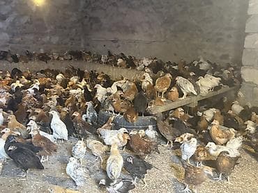 pitbul gence: Toyuq cücələri, Ətlik — 2