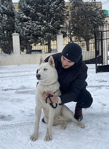 sirin itlerin satisi: Xaski, 4 il, Erkek, Cütləşmə üçün, Ünvandan götürmə — 2