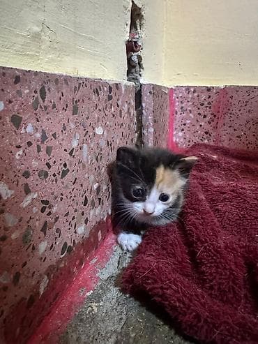 ucuz bala pişiklər: Yaxşı əllərə — 6