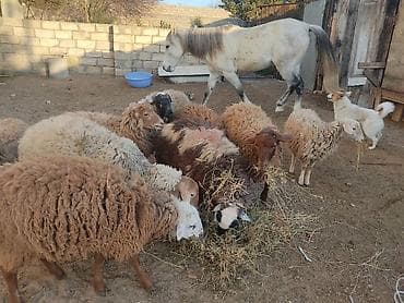 Digər heyvanlar: Erkey qoyunlar 8 eded hamsi erkeydi — 6