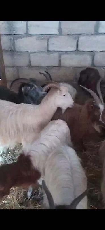 40 dene iki qadın doğmuş keçilər satılır boğaz var iclerinde - Növ lalafo.az -da 40 dene iki qadın doğmuş keçilər satılır boğaz var iclerinde - Növ