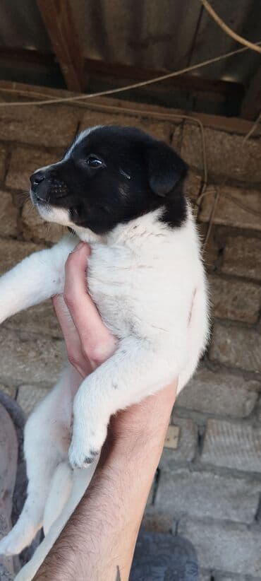 itlerin qirxilmasi: 1 ay, Erkek — 1