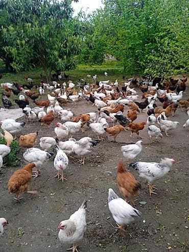 quşqonmaz qiyməti: Kənd colpasi 300 dənə var biri 13 azn — 1