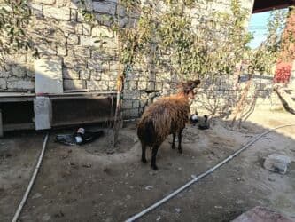 2 qarin dovub 3 cunu bogazdir esil damazliqdir pul lazimdir satiram