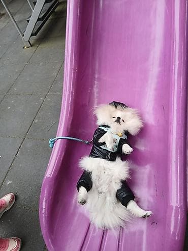 alabaý itleri: Şpitz, 1 il, Erkek, Peyvəndli — 6