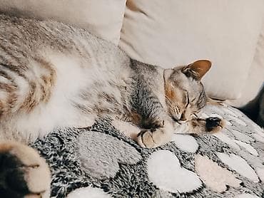 pled: Rəng - Boz Mikrofiber Pled — 2