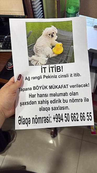 пекинес цена в баку: ⚠️ DİQQƏT – NOVXANIDA İT İTİB! ⚠️ Ağ pekines! 11 iyun tarixində, saat — 7