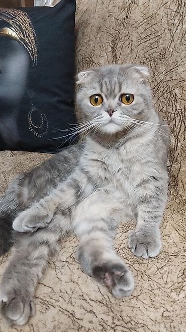 pişik cutleşdirme: Şotland, Dişi — 1