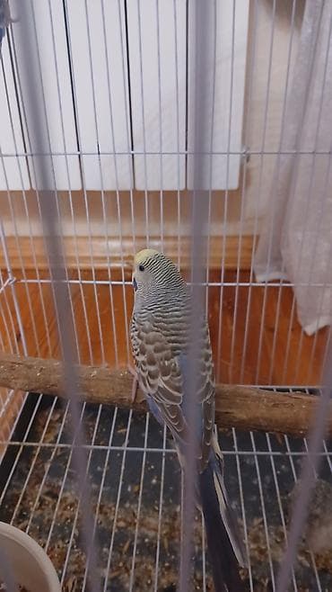 heyvanlar: Məhsul: Dalmatin naxışlı dalğalı papuqay cütü (seçmə rənglər) və qəfəs — 2