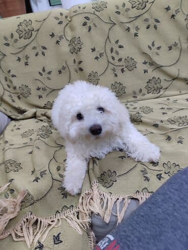 qara afcarka balası: Pudel, 2 ay, Erkek — 3